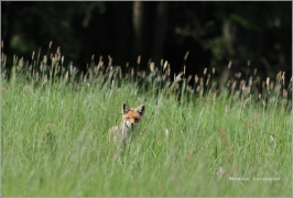 <p>LIŠKA OBECNÁ (Vulpes vulpes) Šluknovsko - Jiříkov-kopec /Red fox - Rotfuchs/</p>